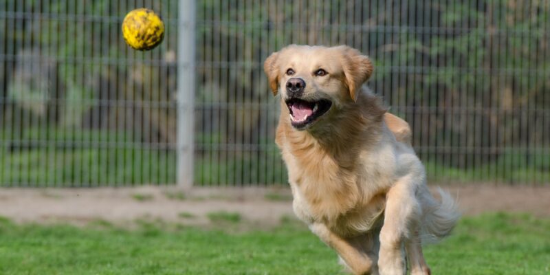 How to find the best doggy daycare for your pup