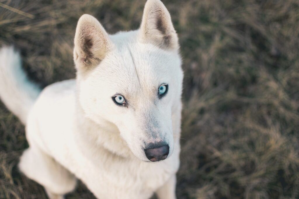 Dogs with predominantly white coats can be prone to deafness