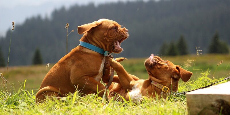 Tips for safely breaking up a dog fight
