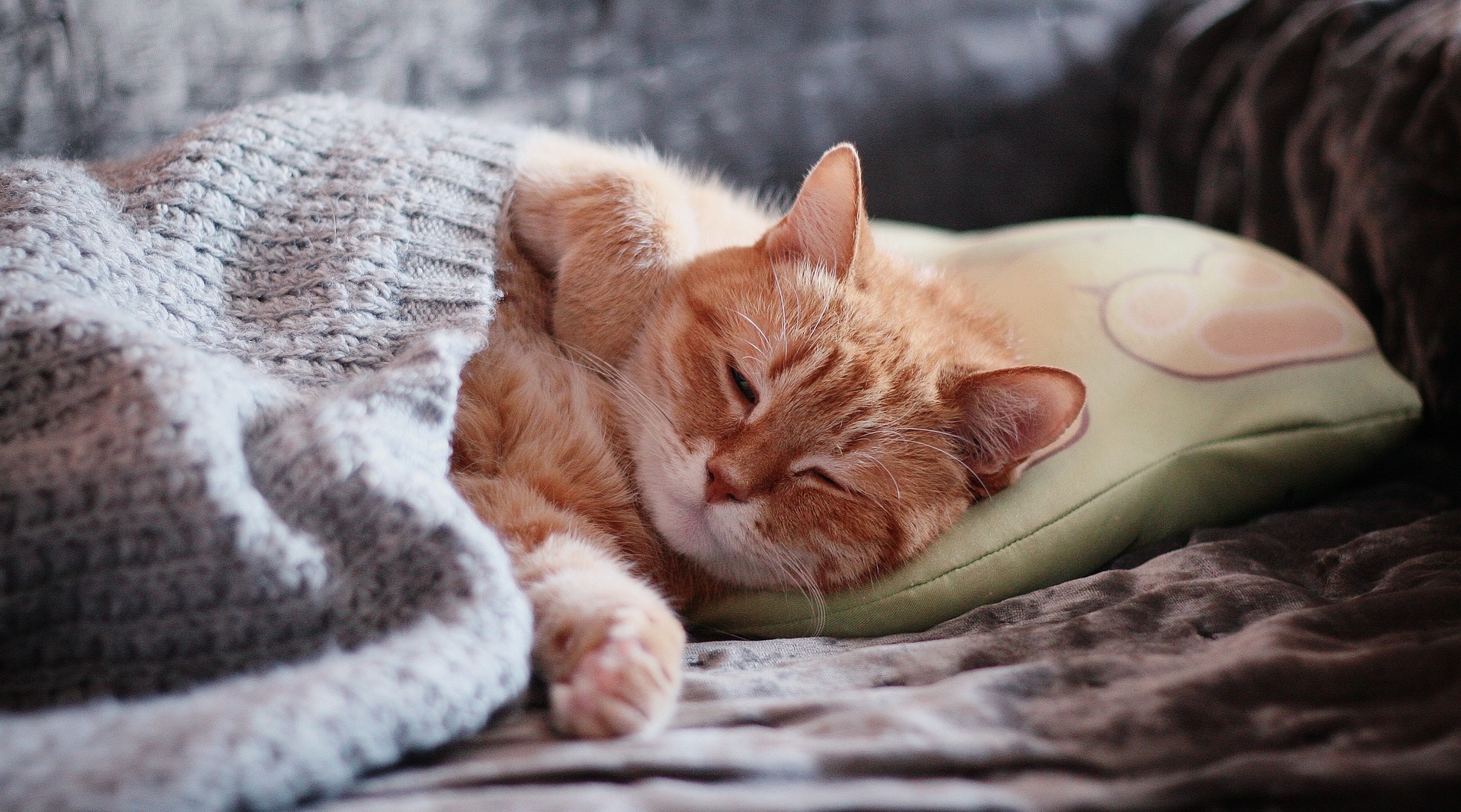 Why Does My Cat Sleep On My Head? FetchFind Blog