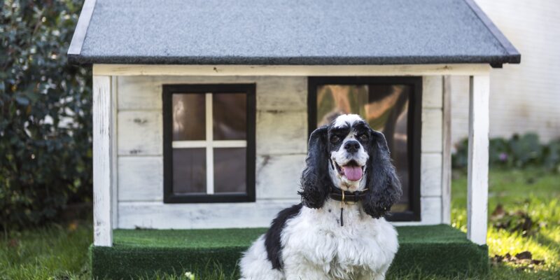 Is doggy daycare the right option for your dog