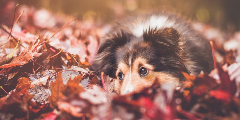 dog-friendly activities for fall