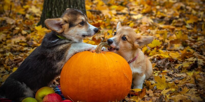 How to keep your pets safe during Halloween