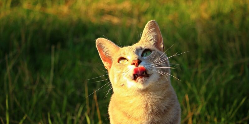 Should you worry if you see your cat panting