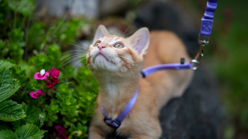 Tips for teaching your cat to walk on leash