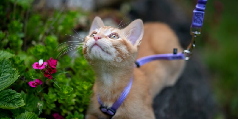 Tips for teaching your cat to walk on leash
