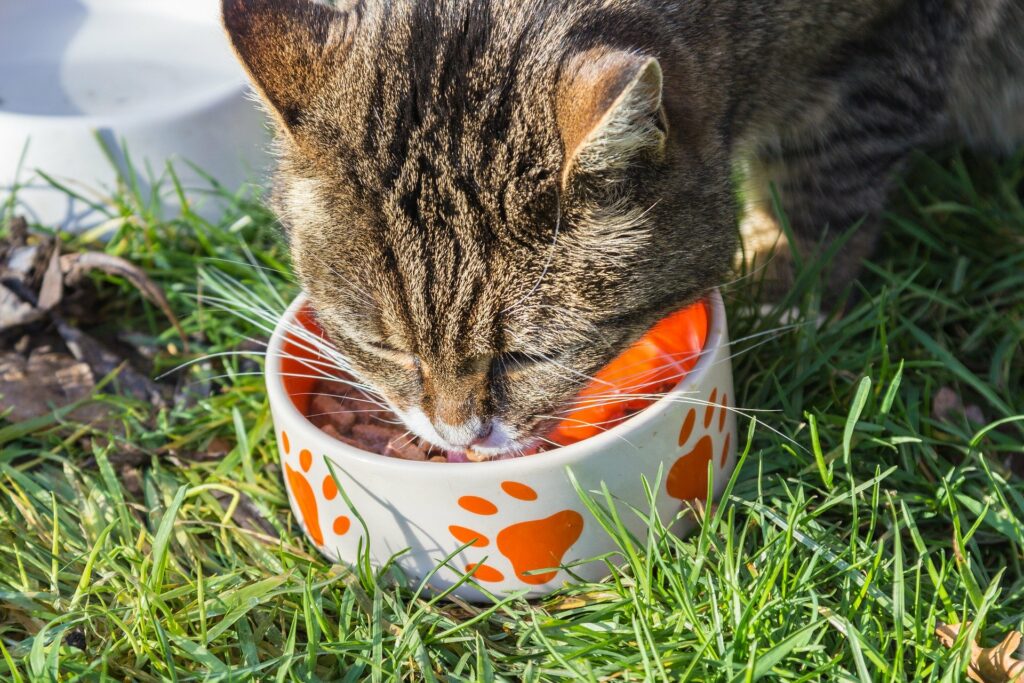 How to get your finicky cat to eat