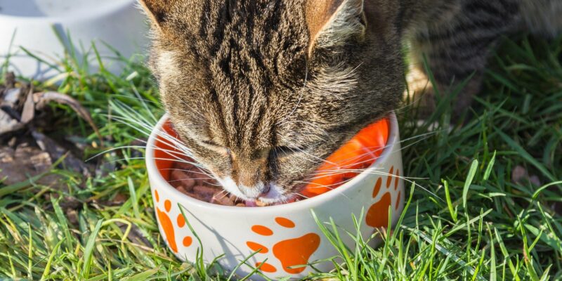 How to get your finicky cat to eat