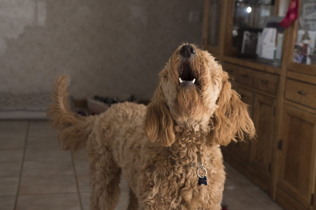 Treating separation anxiety in dogs