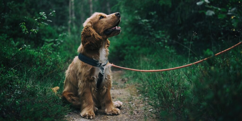 Here are the top signs of joint pain in dogs