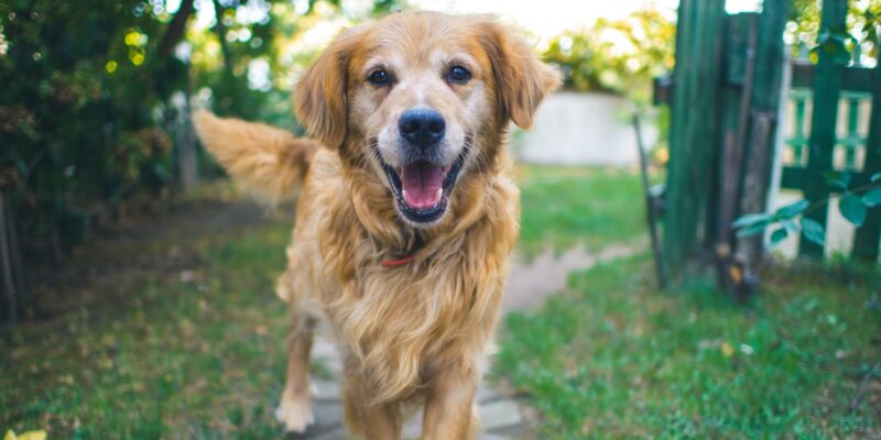 Common health conditions in senior dogs