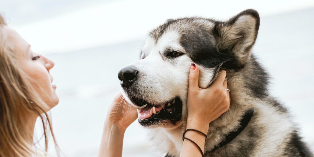 Ready to Prioritize Your Pet’s Dental Health? Here’s What to Do