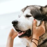 how to improve your pet's dental health