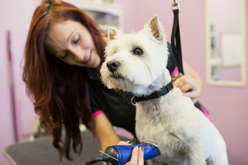 Why does a trip to the grooming salon take so long, anyway?! - FetchFind Blog