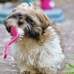 dog grooming pros and cons