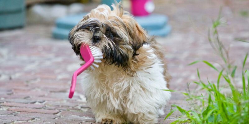 dog grooming pros and cons